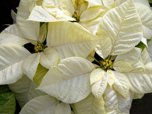 Stella di Natale (Euphorbia pulcherrima)