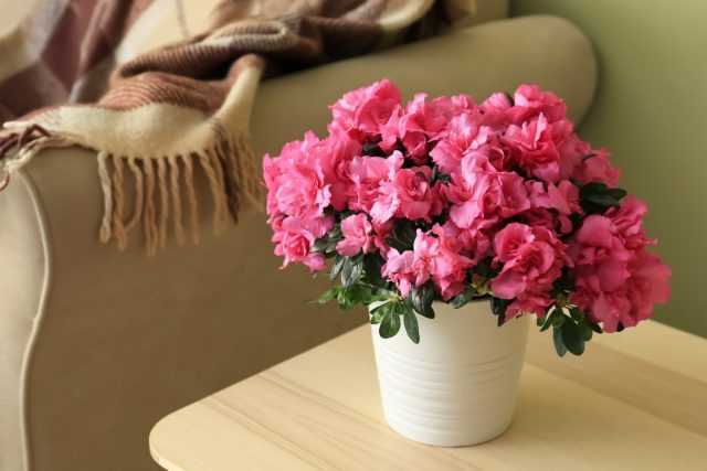 Azalea indoor o rododendro – Segreti per la cura-Cura