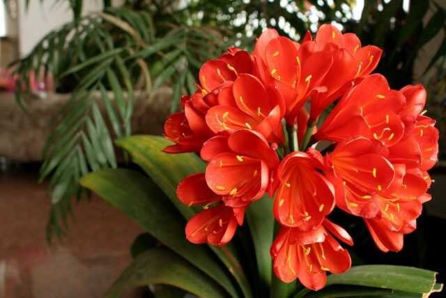 Clivia – fegato lungo indoor tra i fiori in fiore-Cura