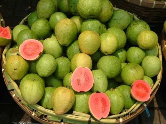 Guava in crescita in condizioni indoor – crescita e cura