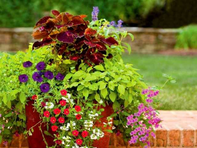 Le migliori piante da interno per la cura del giardino in vaso