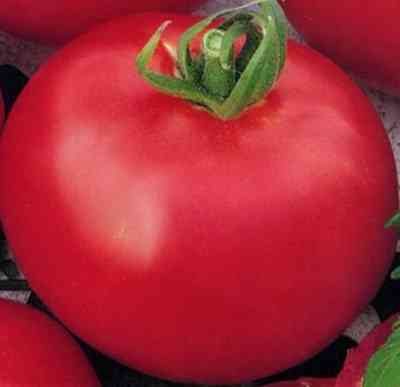 מאפיינים של זן העגבניות ענק דמוי פלפל