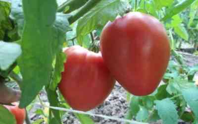 מאפייני זן העגבניות בהפתעה סיבירית