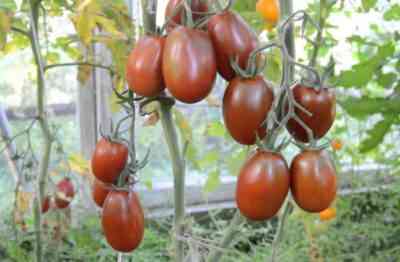מאפייני עגבניות מור שחור