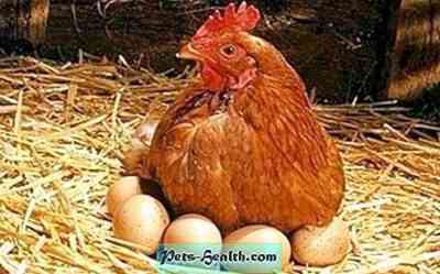כיצד להאכיל תרנגולות