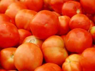 מחלות עגבניות שכיחות