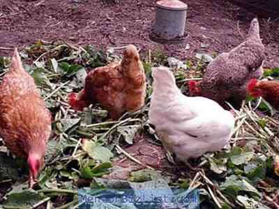 מדוע תרנגולות נופלות על הרגליים