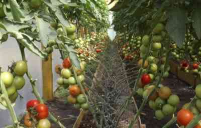 כללים לעיבוד עגבניות בחממה