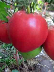 תיאור ומאפייני העגבניות סיביר במשקל כבד