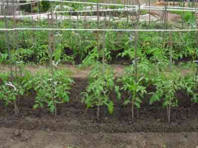 דשנים שימושיים לעגבניות בשדה הפתוח