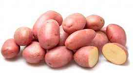 זני תפוחי אדמה פופולריים שה חיפושית בקולורדו לא אוכלת