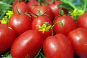 תיאור ותכונות של עגבניות רפונזל