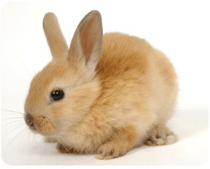 מחלת אוזניים של ארנב