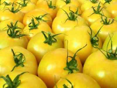 מגוון עגבניות אפרסמון