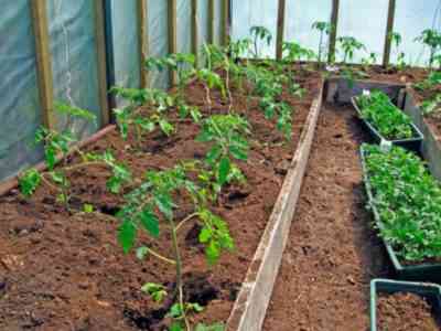 כללים לגידול שתילי עגבניות לחממה
