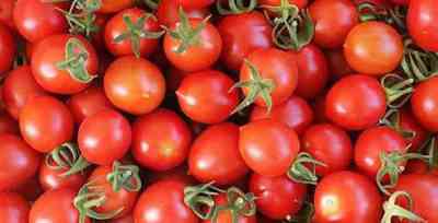 הפתיעו את מאפייני העגבניות