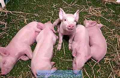 המקרה של חזירים וכללי התנהגותם
