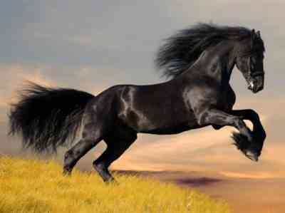 תכונות של הסוס האנדלוסי