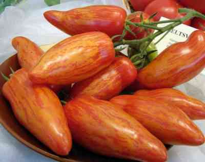 מאפייני זרע העגבניות ביצת פסחא