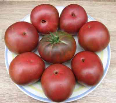 מאפייני עגבניות עץ תות