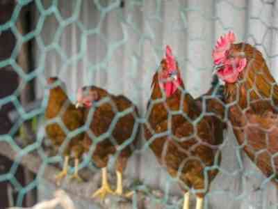 היתרונות והפגמים של בשר עופות גינאה
