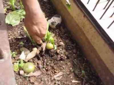 העיקרון של גידול תפוחי אדמה בחבית