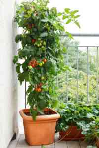 גידול עגבניות במרפסת