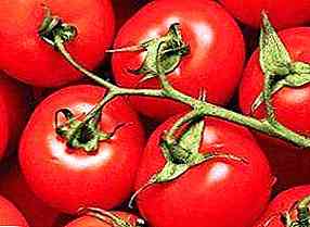 תיאור ומאפייני עגבניות ליאופולד