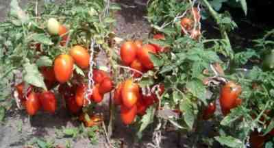 תכונות של עגבניות הילינג