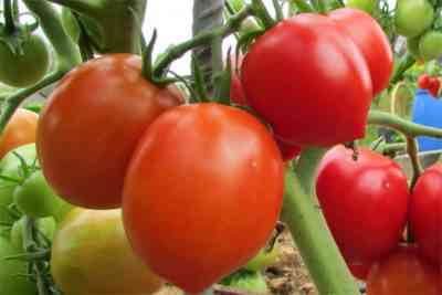 העגבניות הפופולריות ביותר לסיביר