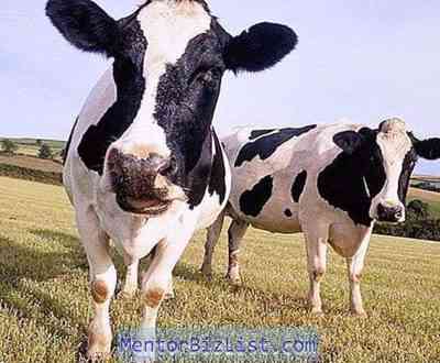 גזע של פרות חלב הולשטיין