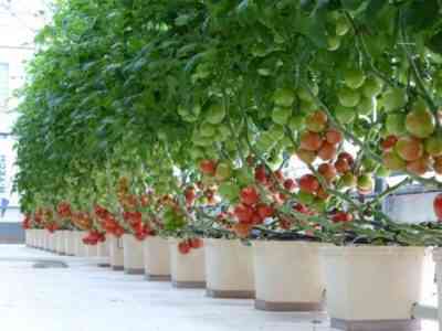 היעילות של השיטה הסינית לגידול עגבניות