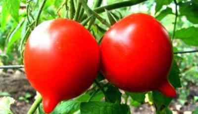 מאפייני זני עגבניות אגדה טרסנקו