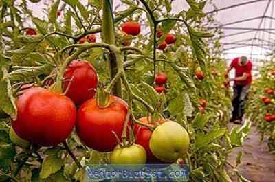 מאפיינים של מגוון רוחות עגבניות