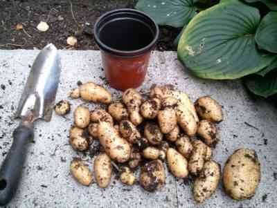 השיטות העיקריות לשתילת תפוחי אדמה