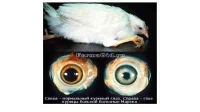 מחלות עיניים נפוצות בתרנגולות