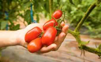 כללים להשקיית עגבניות עם סודה
