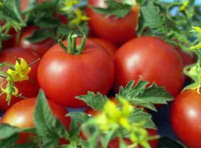מאפיינים ותיאור זני עגבניות סנקה