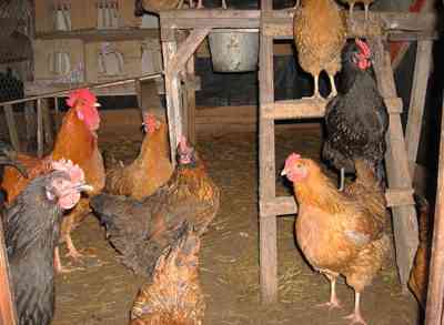 איך להיפטר מחולדות בלול ולא להרוג תרנגולות