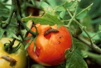 כיצד להאכיל עגבניות עם אמוניה