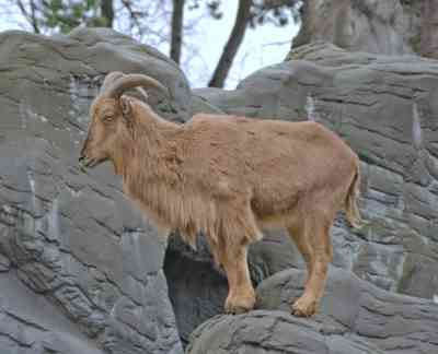 ארגאלי - כבשי הרים בסכנת הכחדה