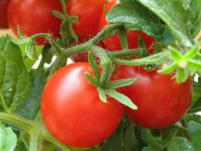 כללים לזריעת עגבניות בזרעים פתוחים