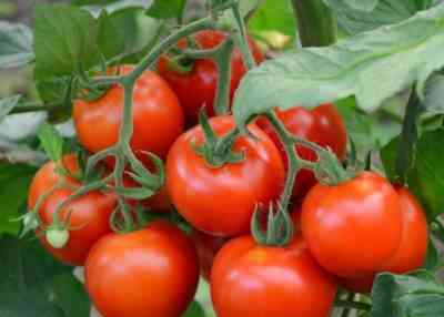 זנים של זני עגבניות סיבירי