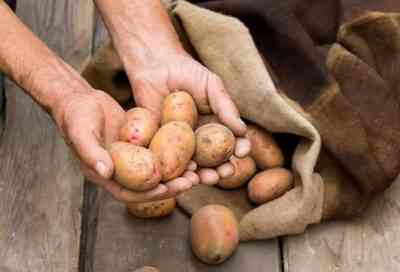 תנאי טמפרטורה לאחסון תפוחי אדמה בחורף