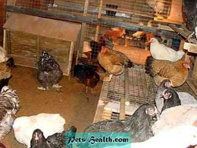 איך מכינים לול ל -50 תרנגולות