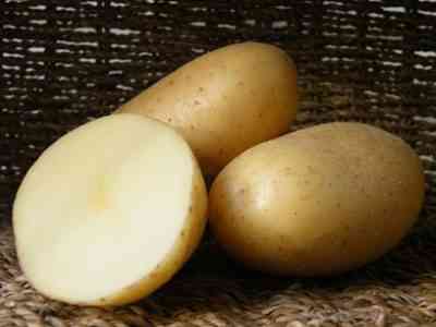 הזנים הטובים ביותר של תפוחי אדמה לסיביר