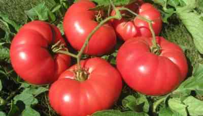 מאפיינים ותיאור של זני עגבניות בתפזורת לבנה