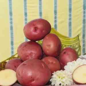 מאפייני זני תפוחי האדמה Alladin