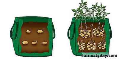 הטכנולוגיה של גידול תפוחי אדמה בשקיות