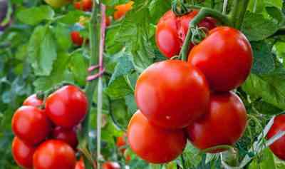 השימוש באשלגן מונופוספט לעגבניות